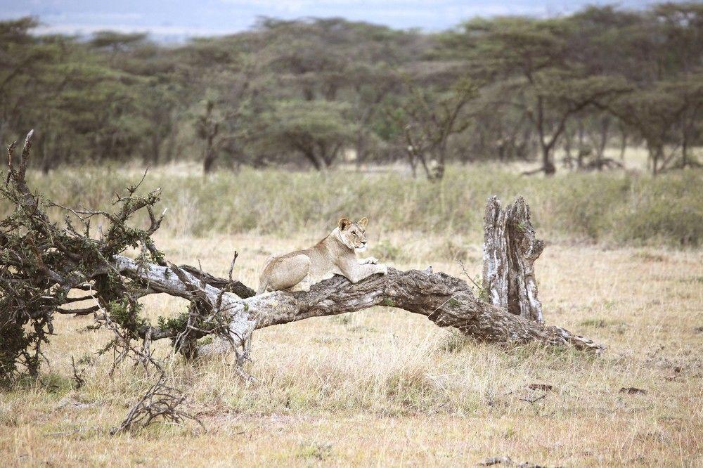 Hotel Encounter Mara Camp à Réserve nationale du Masai Mara Extérieur photo